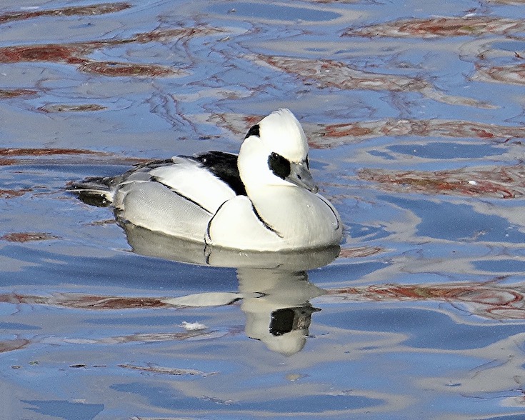 smew